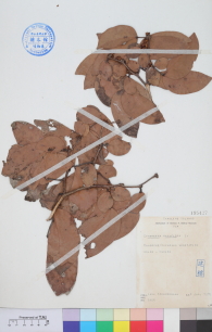 Specimen thumbnail